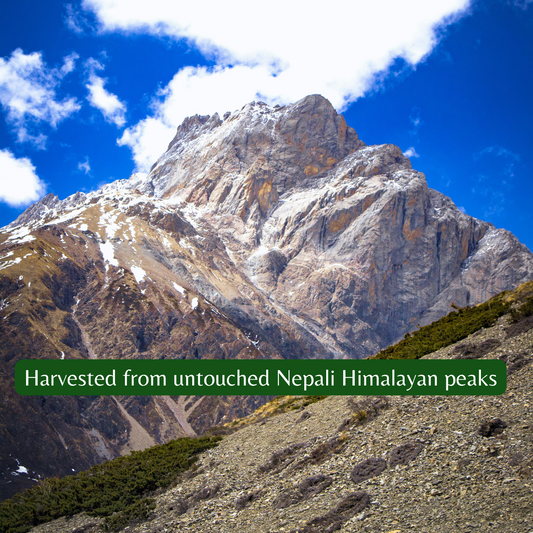 From 18,000 Feet – The Journey of Nepali Shilajit